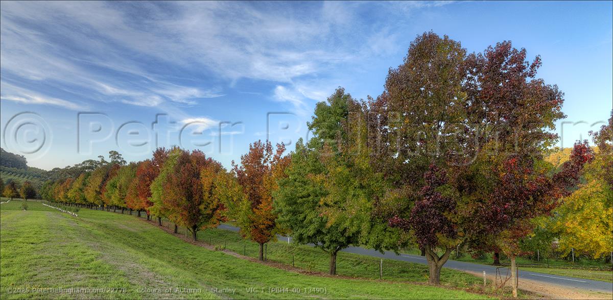Peter Bellingham Photography Colours of Autumn - Stanley - VIC T (PBH4 00 13490)